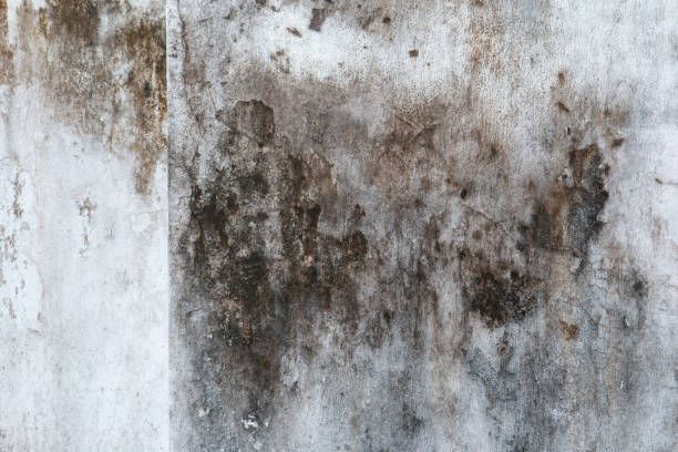 Best Mold Odor Removal Services  in Hannahs Mill, GA