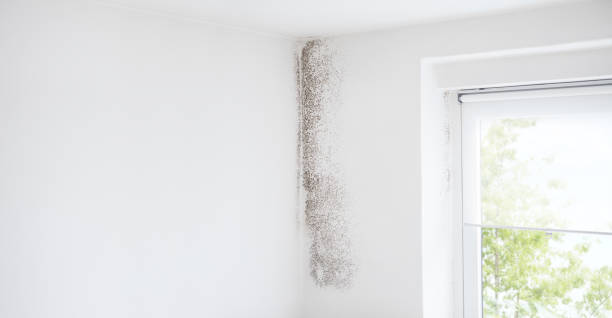 Best Industrial Mold Remediation  in Hannahs Mill, GA