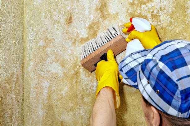 Best Water Damage & Mold Remediation  in Hannahs Mill, GA