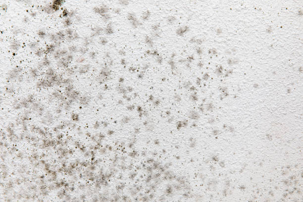 Best Mold Removal for HVAC Installations  in Hannahs Mill, GA