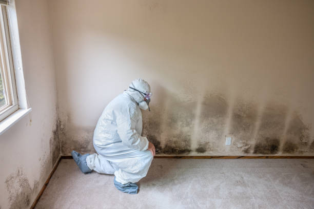 Best Crawl Space Mold Remediation  in Hannahs Mill, GA