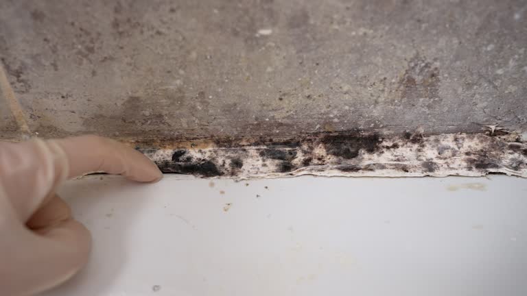 Best Real Estate Mold Inspection  in Hannahs Mill, GA